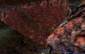 Thumbnail for version as of 20:46, 14 May 2025