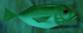 Thumbnail for version as of 03:57, 27 February 2021